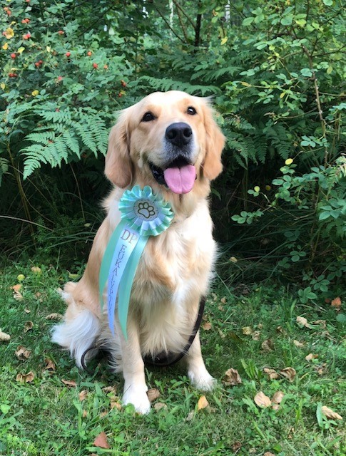 Golden Retriever